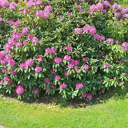 Bed & Breakfast Viering *